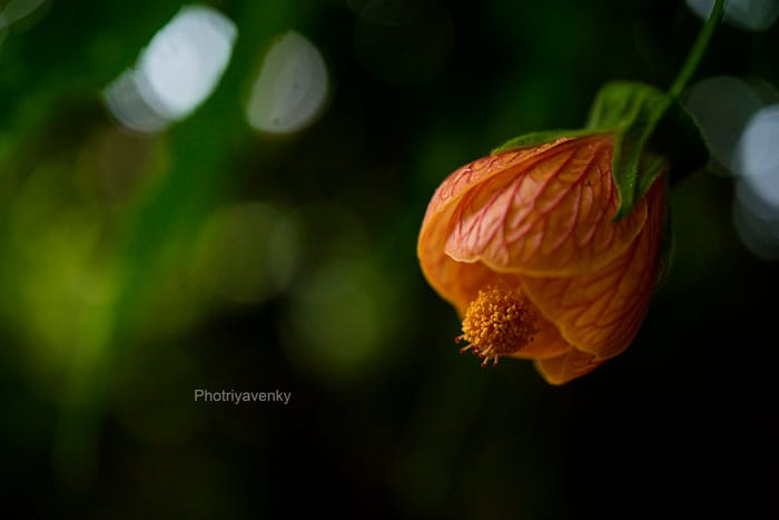 Photriya Venky Wallpapers 057