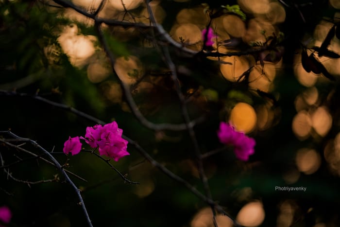 Photriya Venky Wallpapers 045