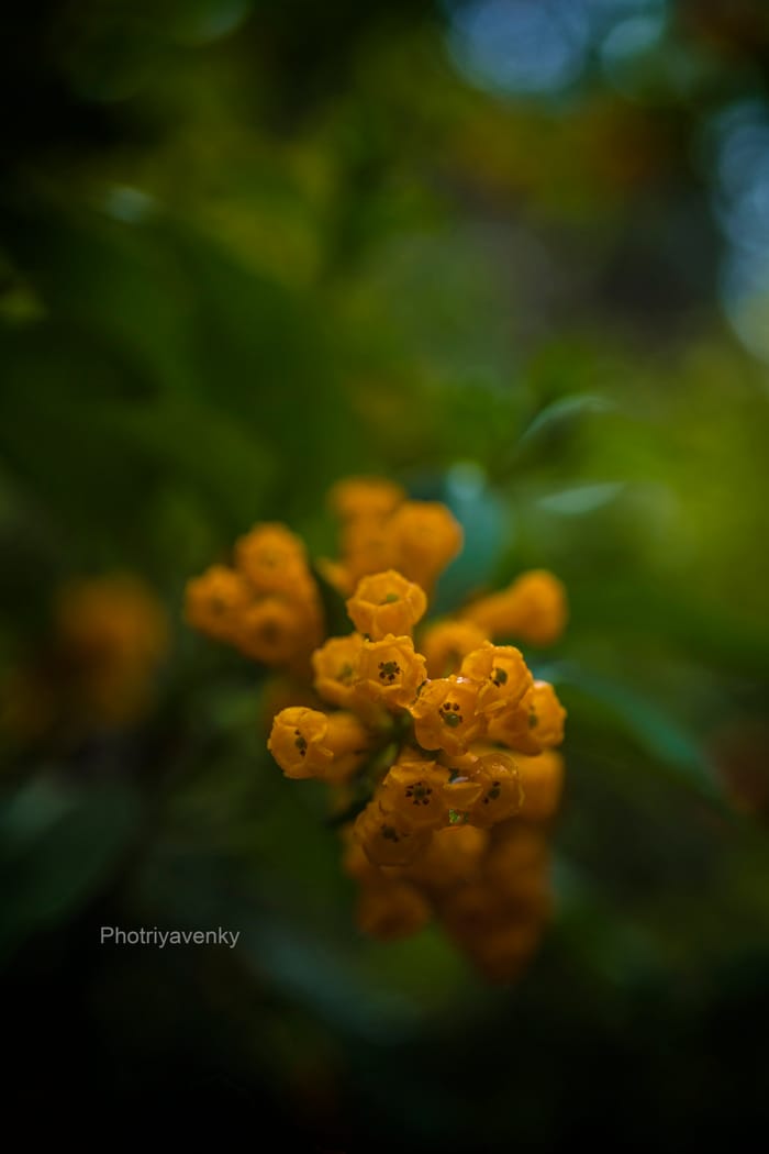 Photriya Venky Wallpapers 064
